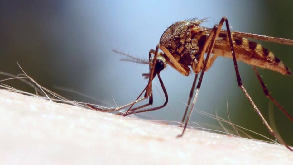 ZIKA ENQUETE SUR UNE EPIDEMIE